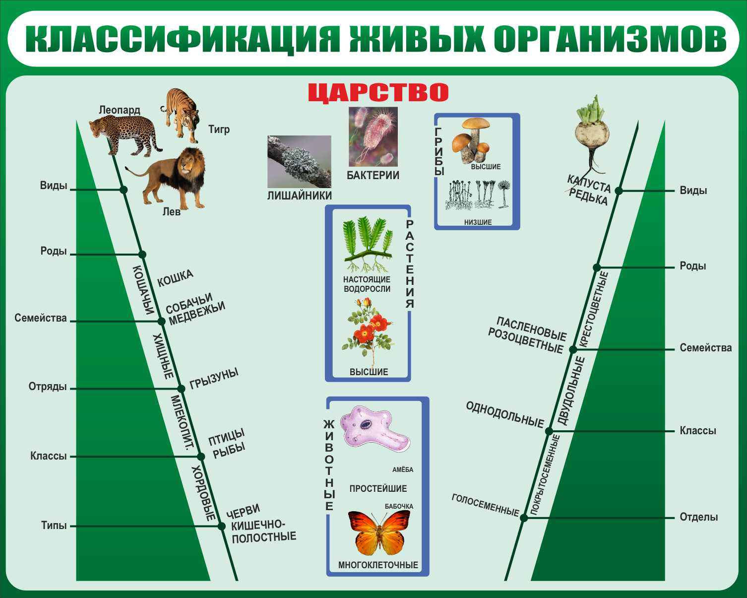 Классификация живых организмов в Брянске