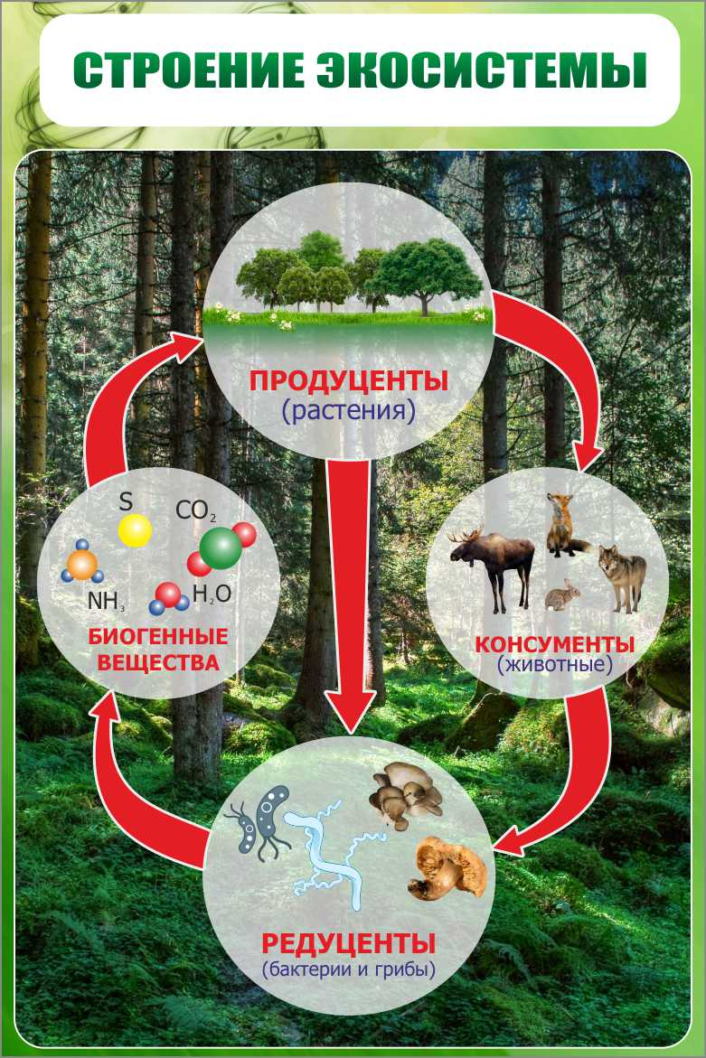 Стенд на стену Строение экосистемы купить в Брянске